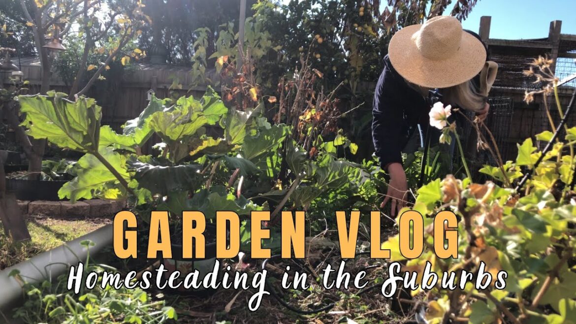 On My Suburban Homestead in Winter