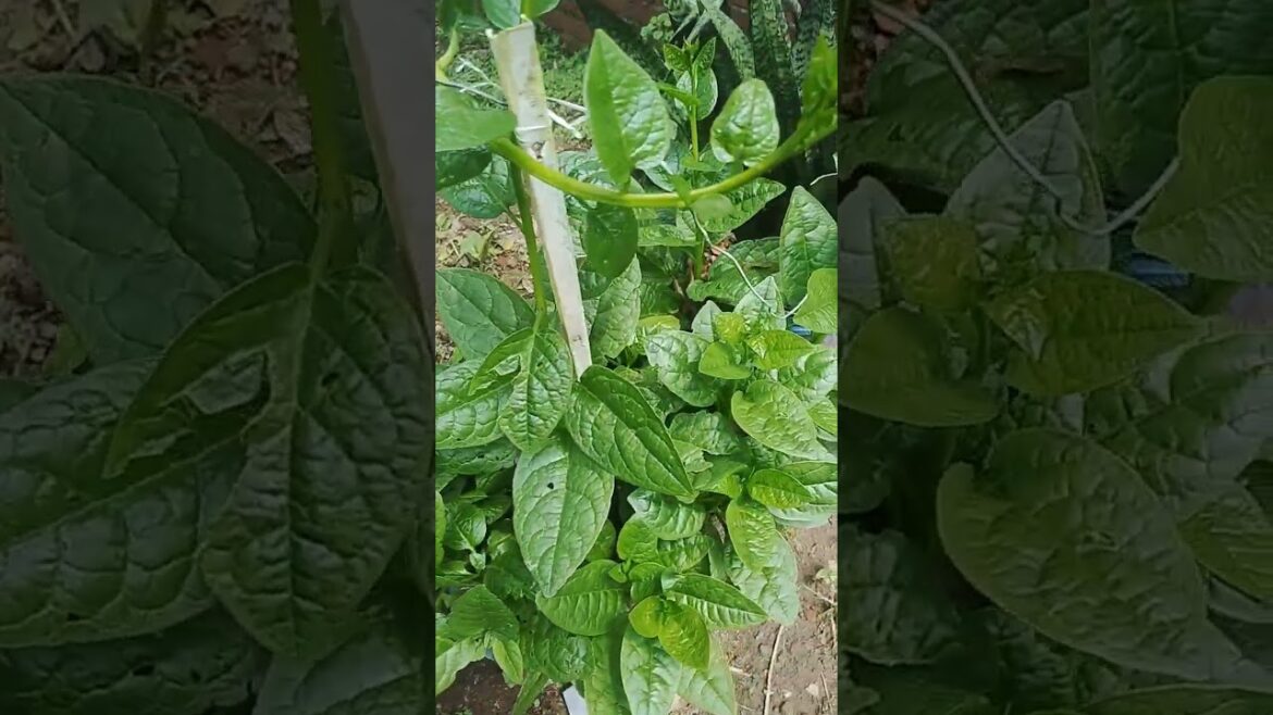 Vegetable Gardening Tips #garden #vegetables #gardening #viral #trending #plants