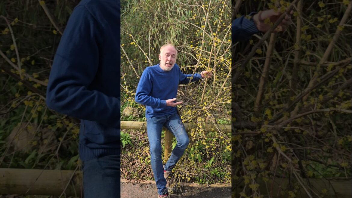 Japanese Cornel (cornus officinalis) #adventure #shrubs #arboretum #explore #gardening #ideas #wow