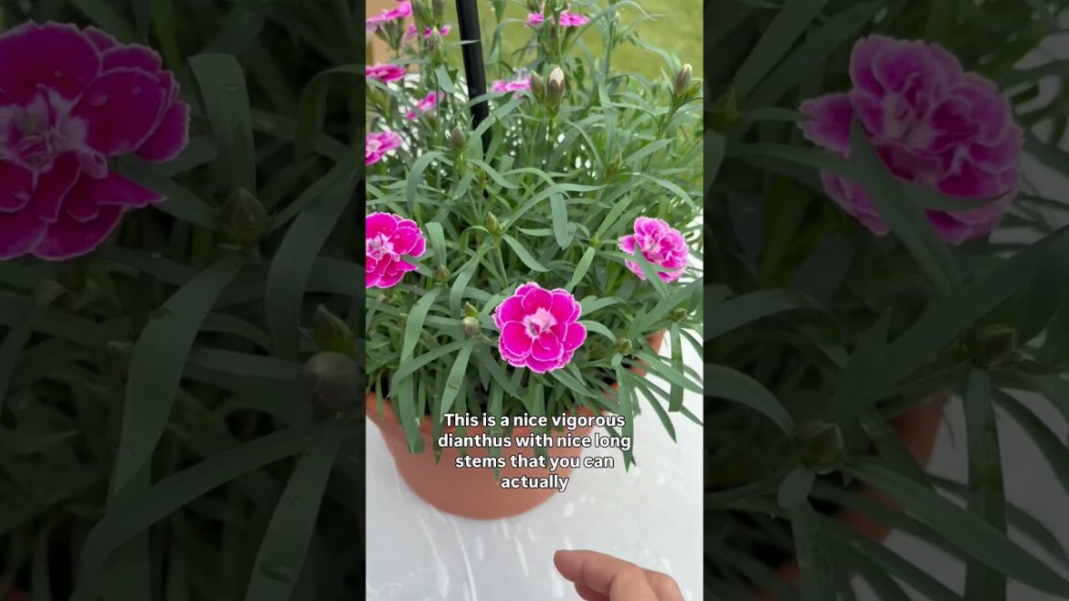 Upgrade your Garden for Summer Long Blooms with new Capitan Magnifica Dianthus! #summerplanting