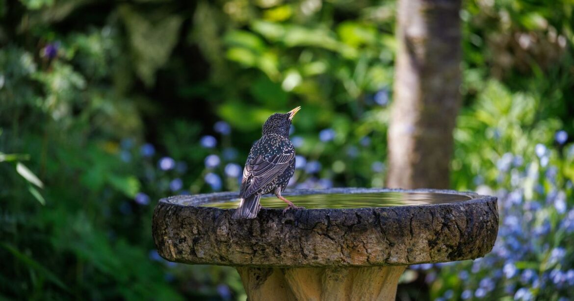 Gardeners with bird baths urged to make one immediate change in July Ipso logo