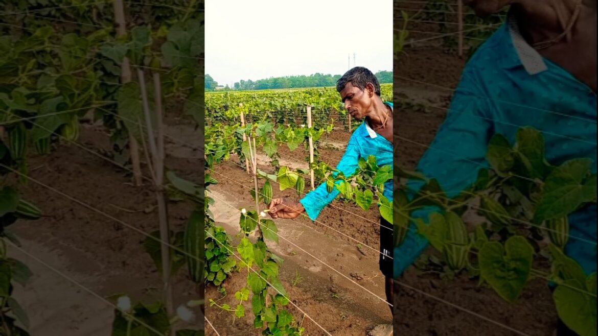 Skilled Hands at Work – Pointed Gourd Pollination #shorts