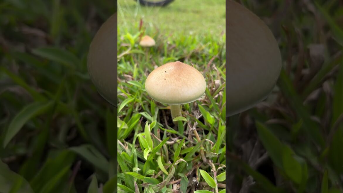 Mushroom🍄🟫 #mushroom #probinsya #province #nostalgia #peacefullife #fypage #shorts Mushroom🍄🟫 #mushroom #probinsya #province #nostalgia #peacefullife #fypage #shorts