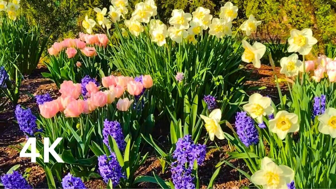 april-may flower 2025 parrot tulips, daffodil, narcissus, azaleas, rhododendron, geranium, hyacinth april-may flower 2025 parrot tulips, daffodil, narcissus, azaleas, rhododendron, geranium, hyacinth