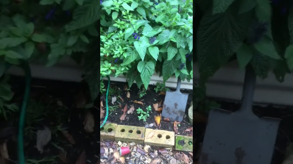 The Cottage garden farm tour