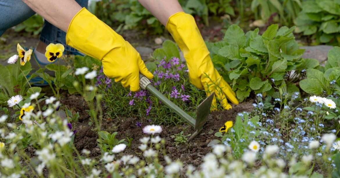 Nine ‘criminal’ plants gardeners are banned from growing as households warned Ipso logo