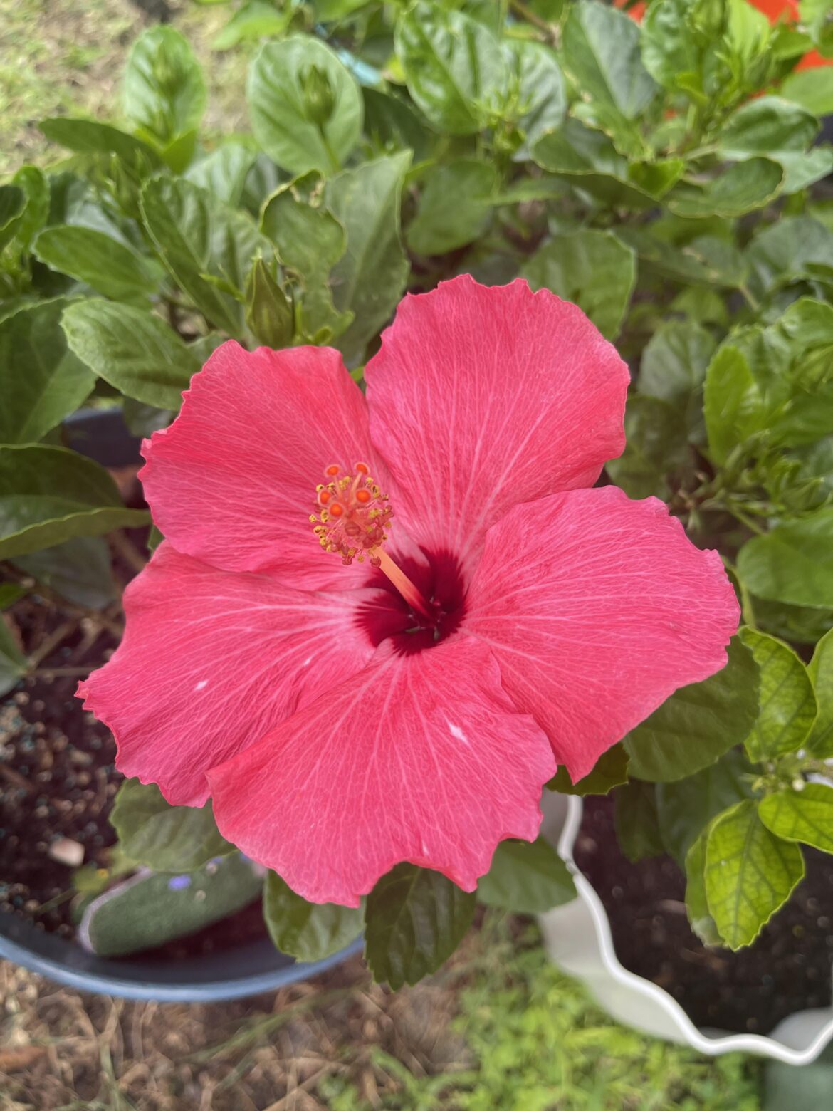 Saved this baby from the Walmart clearance!