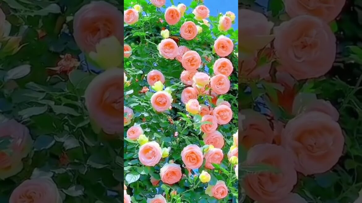 #shorts Gorgeous beauty of rose flowers #trending #shorts Gorgeous beauty of rose flowers #trending