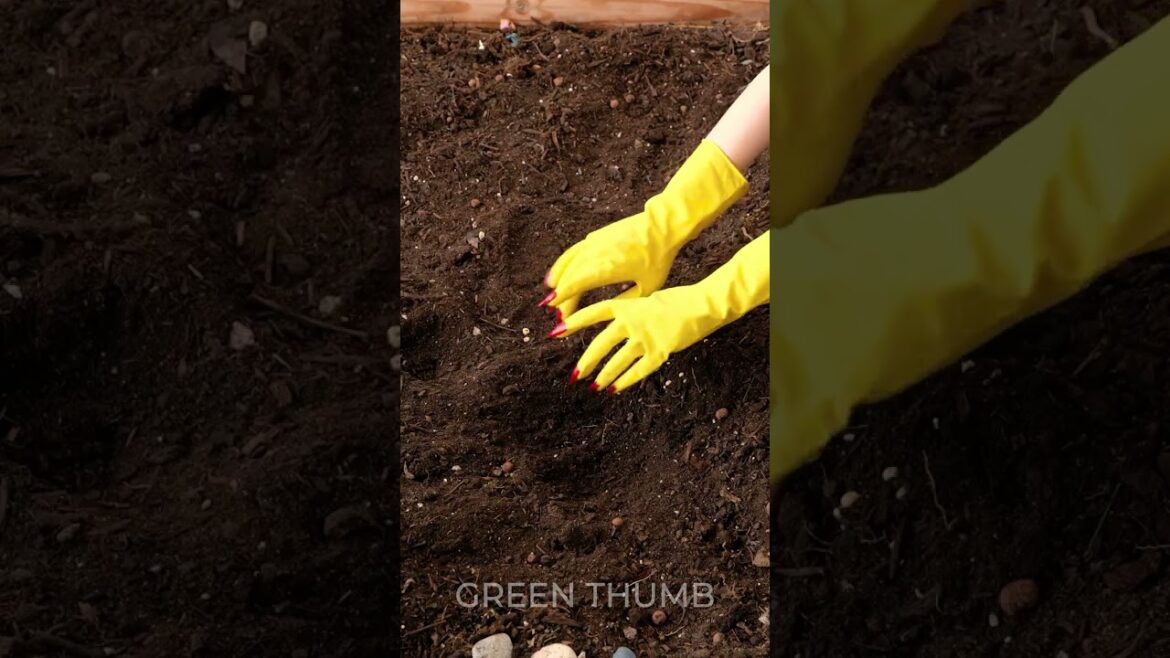 Secret Tricks to Enhance Your Garden Design