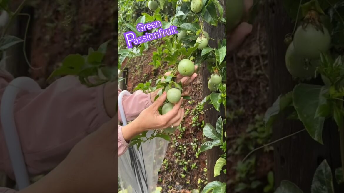 Fruit Cutting Passionfruit 🍏 #fruit #shorts #satisfying #fyp