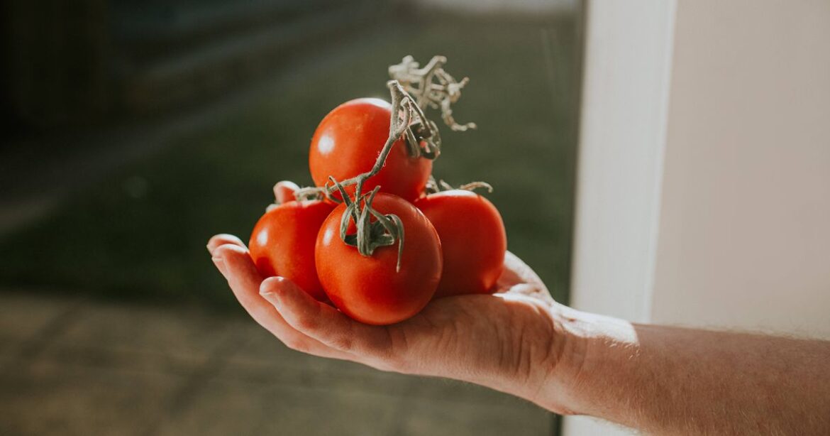 Gardening expert names ‘best time of day’ to water tomato plants and how often Ipso logo