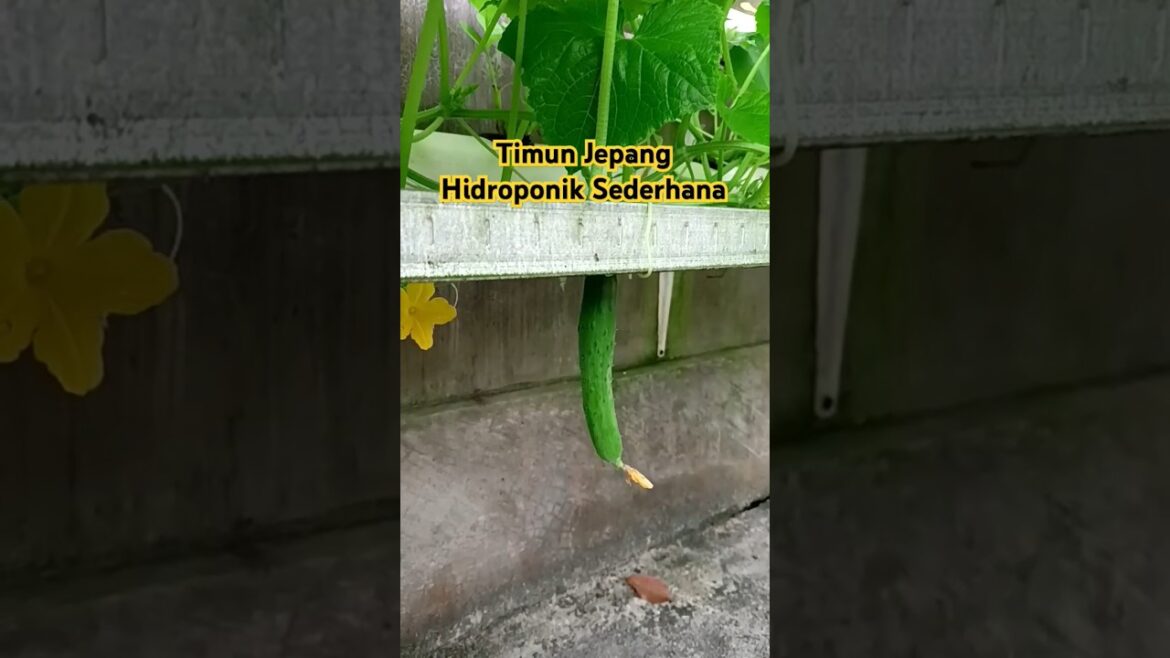 Hidroponik Pagar rumah #timunhidroponik #timunjepang #mentimun #hidroponik #cover #music #coversong