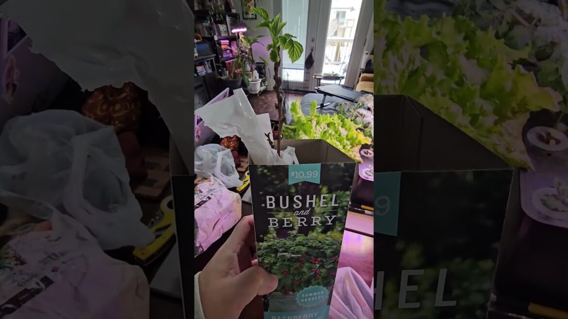 🪴🌻TRACTOR SUPPLY VISIT // Quick visit to find some goodies | Garden Vlog 🌻🪴 🪴🌻TRACTOR SUPPLY VISIT // Quick visit to find some goodies | Garden Vlog 🌻🪴