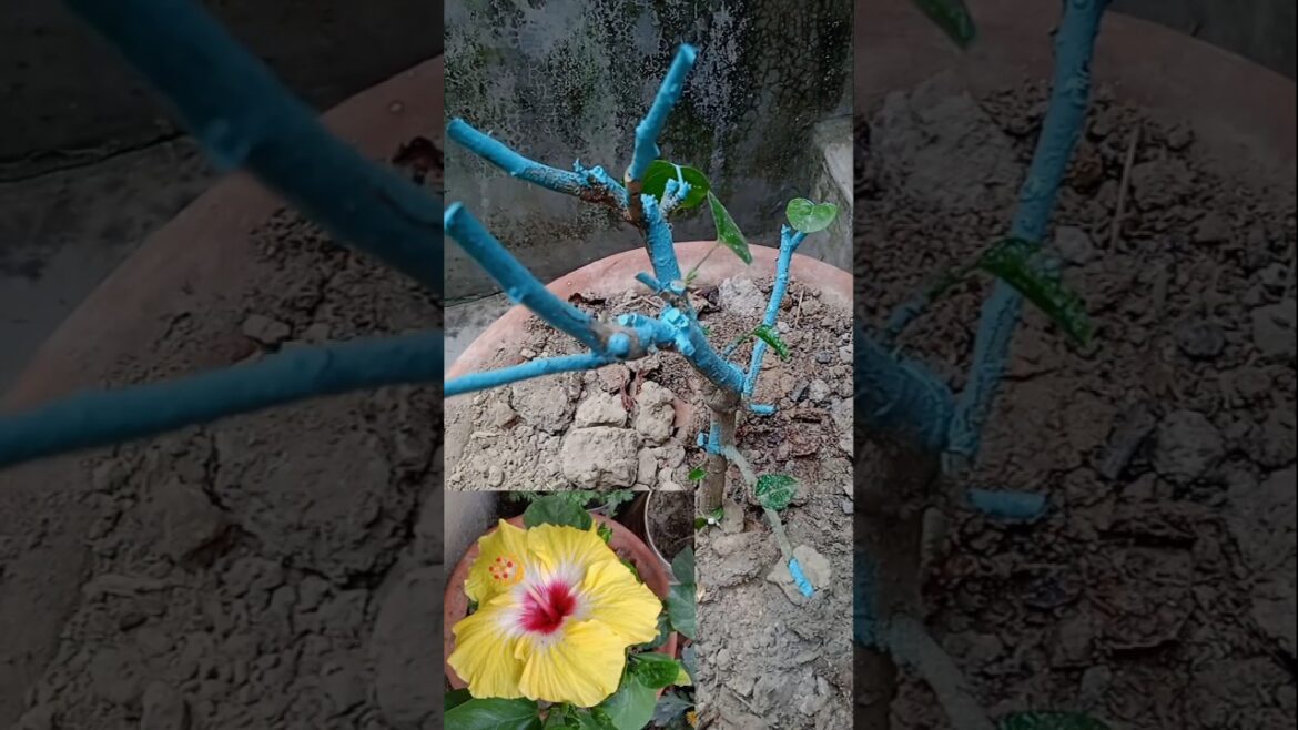 রাগের মাথায় জবা গাছটাকে কেটেই দিলাম 😣🤫#shorts#trending#minivlog#flowers#pruning#hibiscus #viralvideo রাগের মাথায় জবা গাছটাকে কেটেই দিলাম 😣🤫#shorts#trending#minivlog#flowers#pruning#hibiscus #viralvideo