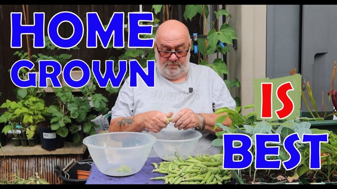 Harvest Time! Peas, Potatoes, Broad Beans & More Harvest Time! Peas, Potatoes, Broad Beans & More