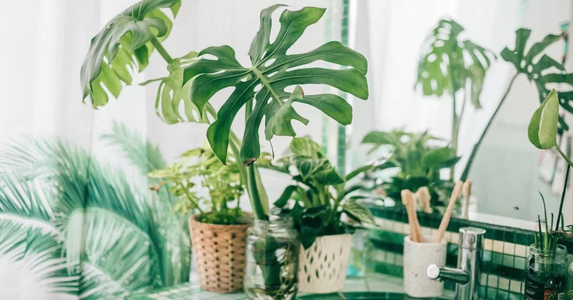 Gardening expert shares four houseplants that will ‘thrive’ in bathroom trust project logo