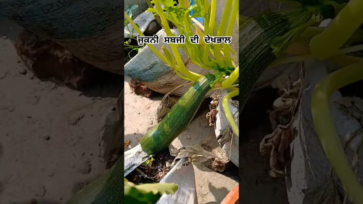 Zucchini Ki Care Tips #zucchini #chappan #kaddu #harvest #vegetables #garden #shorts #terracegarden