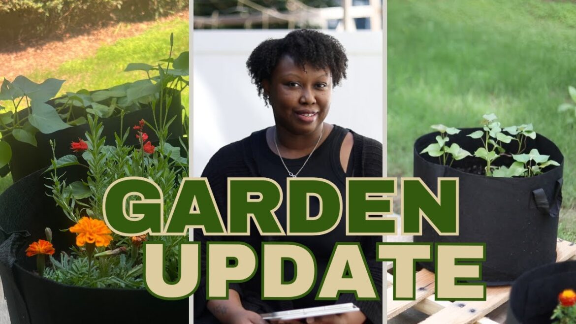 New Garden Update | Tour my Container Garden New Garden Update | Tour my Container Garden