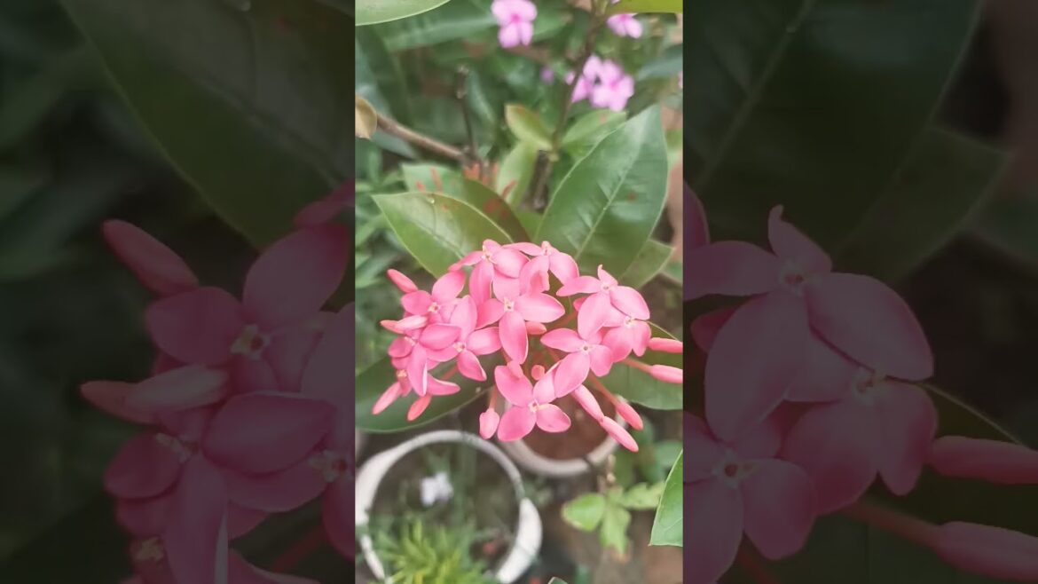 My Garden🏡 #shortsvideo #nature #naturelovers #gardening #trends