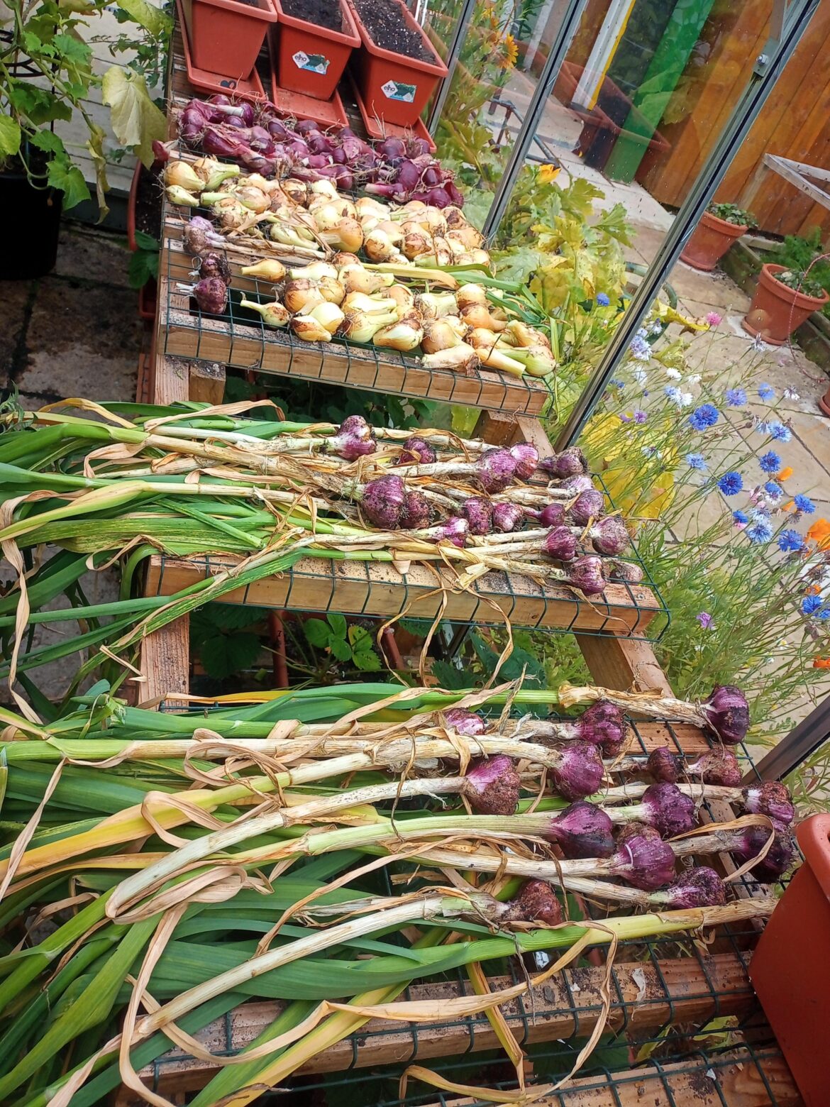 This year's crop of onions and garlic.