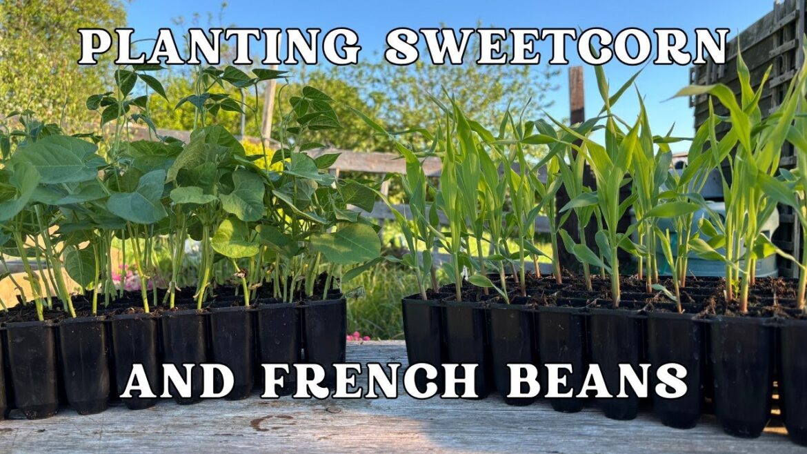 Planting Sweetcorn & French Beans on the Allotment | Beginner Vegetable Gardening UK | Plot Update