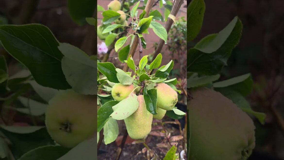 Simple life in the US: home garden ideas, peaceful garden, DIY backyard, Japanese garden