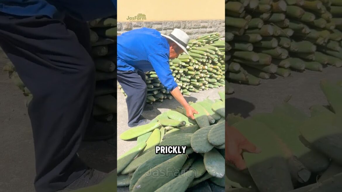 Why This CACTUS Is a Treasure in China #shorts #cactusbenefits Why This CACTUS Is a Treasure in China #shorts #cactusbenefits