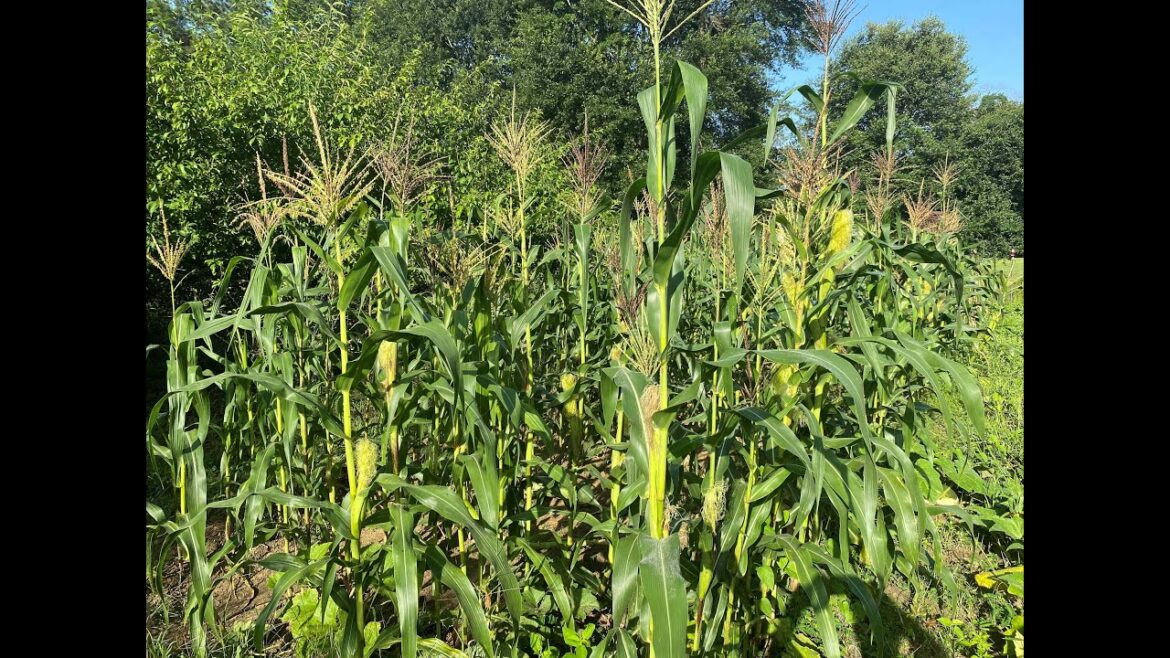 Vegetable Gardening Successes for June in Texas Zone 9a With a Little Sarcasm.