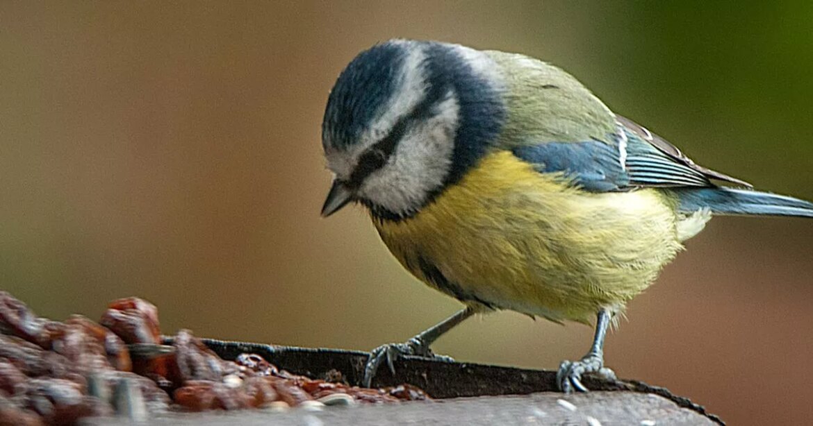 Birds will keep returning to gardens if you plant one certain type of colour Ipso logo
