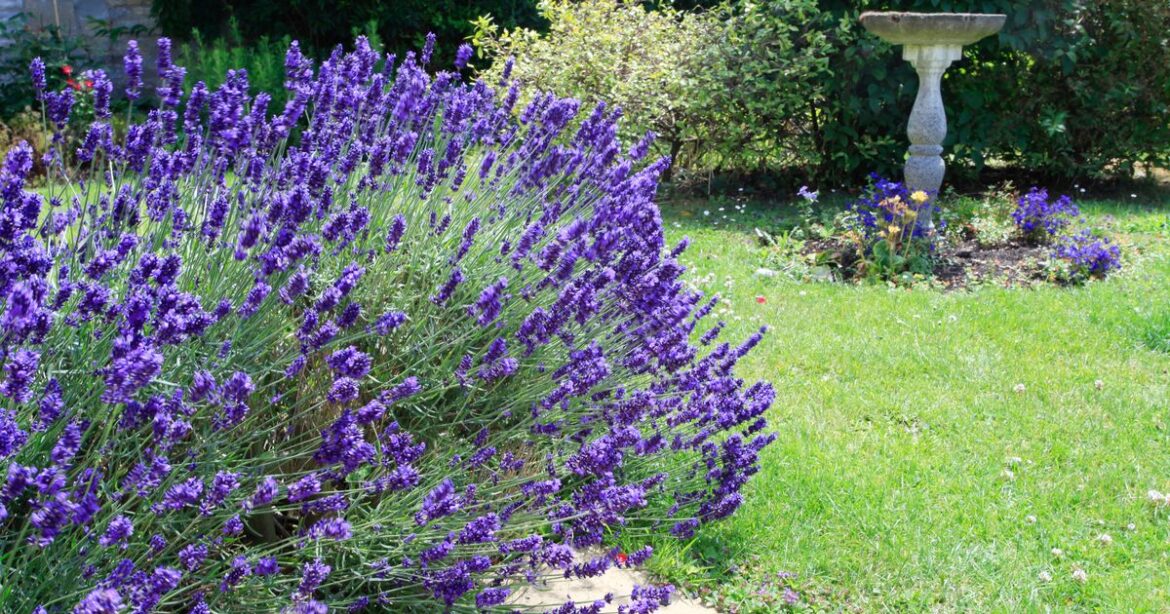 Gardeners urged to put one material on flowerbeds in July to stop plants dying Ipso logo