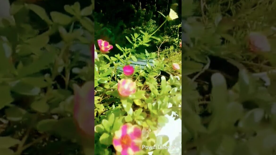 #shortsfeed# portulaca plant # viral shorts # Nayana sajeesh