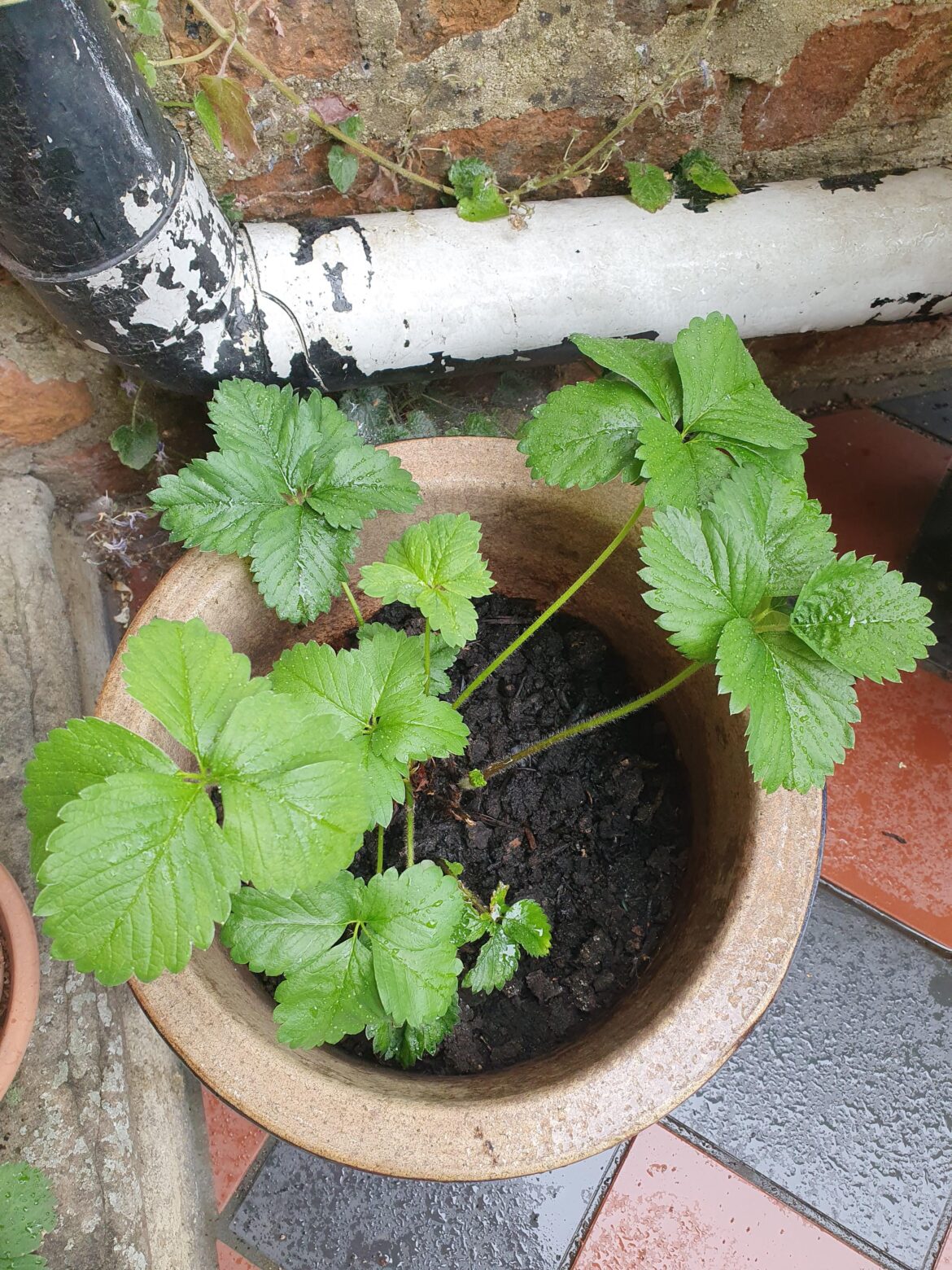 Strawberry plant has 5 leaves? Strawberry plant has 5 leaves?
