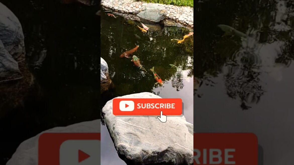 Japanese garden Balboa Park sandiego USA color fishes Japanese garden Balboa Park sandiego USA color fishes