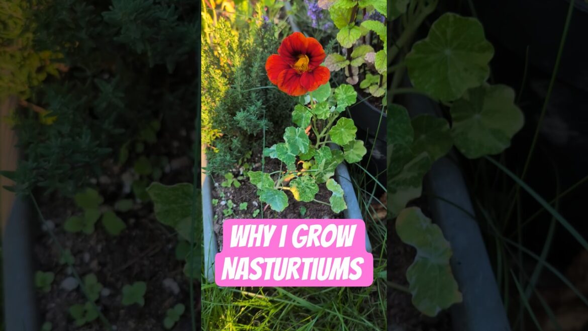 Why I Grow Nasturtiums #gardening #annuals #plants #nasturtium #edibleflowers #growyourownfood #fyp Why I Grow Nasturtiums #gardening #annuals #plants #nasturtium #edibleflowers #growyourownfood #fyp