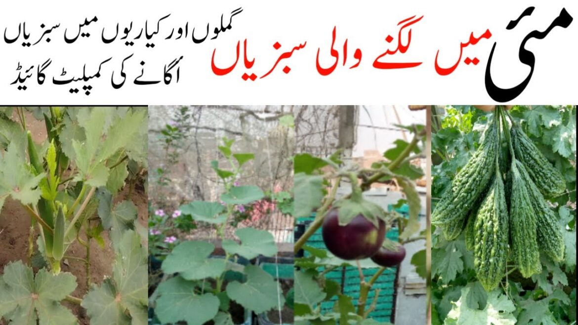 Vegetable to plant in may|May me konsi sabji lagaye|which vegetables to plant in may|urdu|hindi Vegetable to plant in may|May me konsi sabji lagaye|which vegetables to plant in may|urdu|hindi