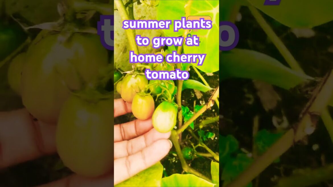 summer plants to grow at home cherry tomato | khamen ashinba #kaizena1diary #cherrytomato #garden summer plants to grow at home cherry tomato | khamen ashinba #kaizena1diary #cherrytomato #garden