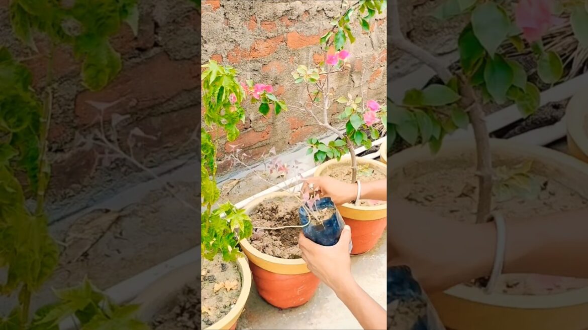 hajaro khubniya hai mujhmay #gardening#ytbshorts #new#plantcare#viralshort#treanding #funny #flowers hajaro khubniya hai mujhmay #gardening#ytbshorts #new#plantcare#viralshort#treanding #funny #flowers