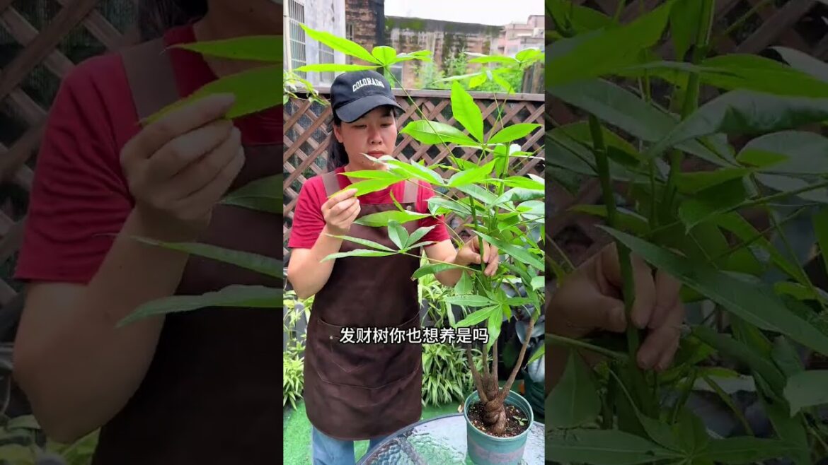 Learn to take cuttings like this and you will have an endless supply of flowers#Flowers an