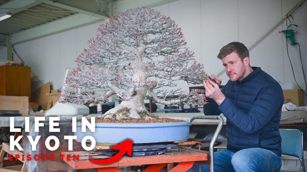 Building a Custom Japanese House | Life in Kyoto | Ep. 10