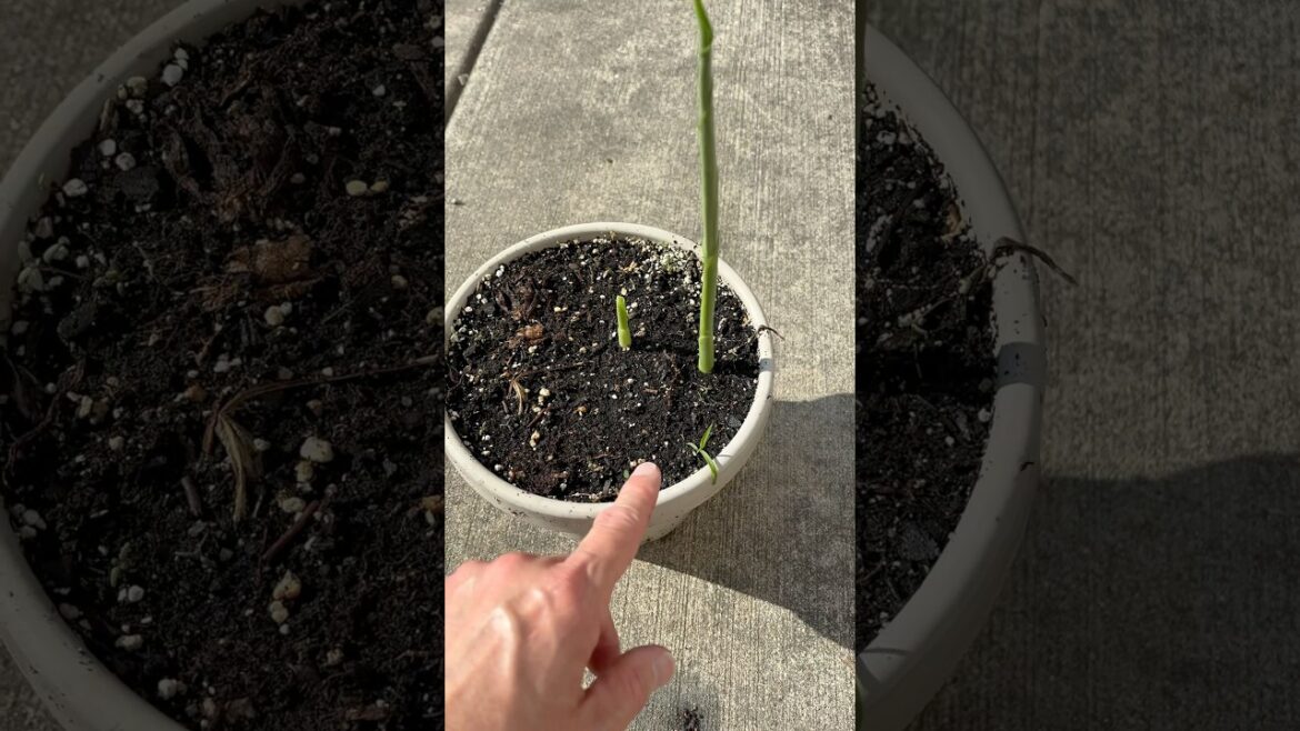 Container Ginger and Turmeric Update. Late June in zone 6a. #vegetablegardening #containergardening Container Ginger and Turmeric Update. Late June in zone 6a. #vegetablegardening #containergardening