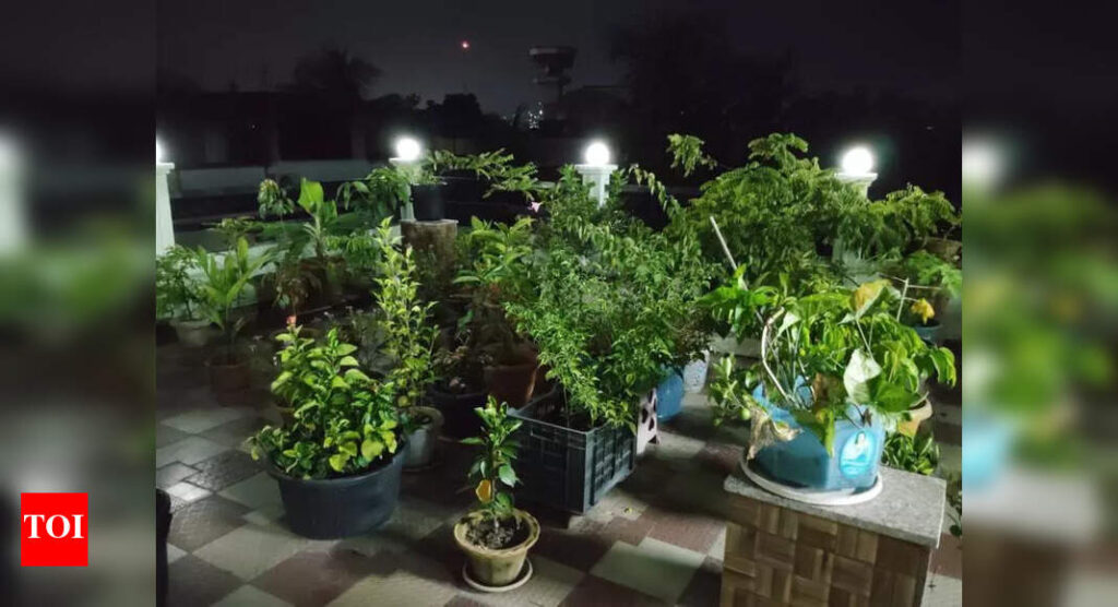 City educator turns waste into ‘black gold’, uses compost to nurture rooftop garden | Guwahati News City educator turns waste into ‘black gold’, uses compost to nurture rooftop garden | Guwahati News