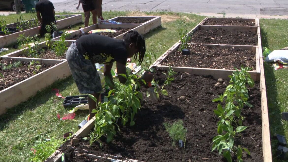 Milwaukee’s ‘We Got This’ garden; rooted in giving back to community Milwaukee's 'We Got This' garden; rooted in giving back to community