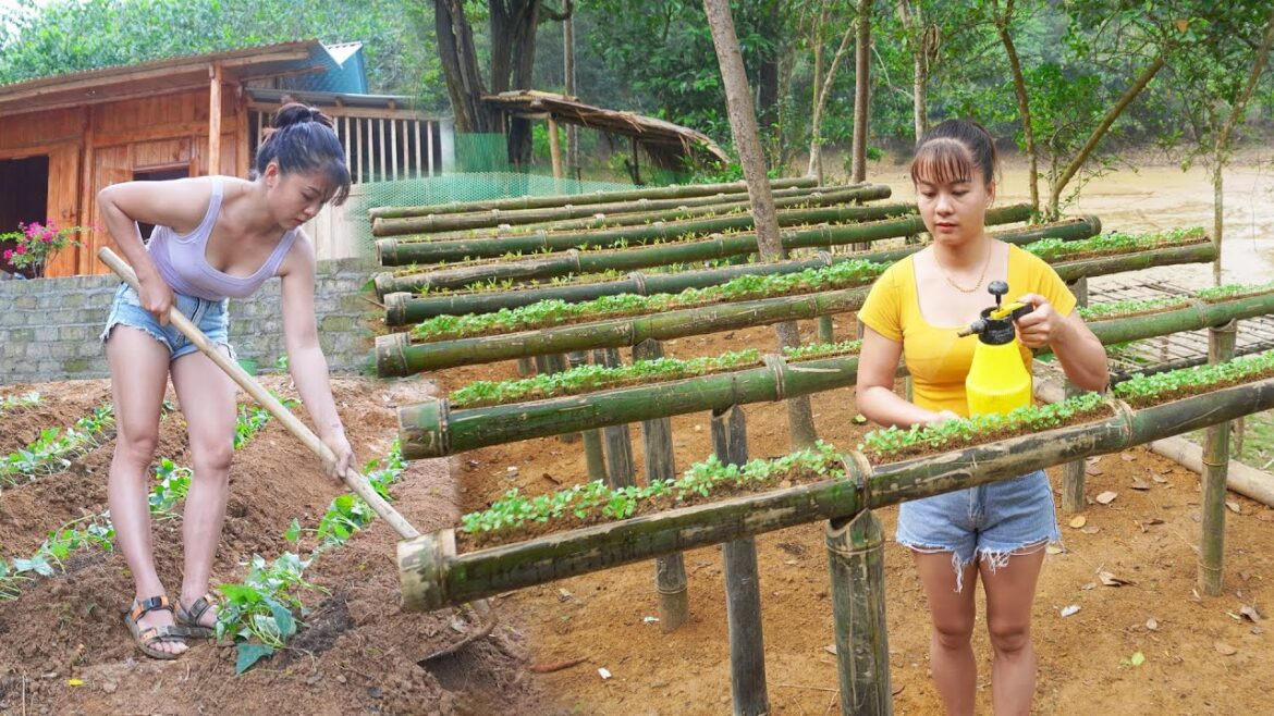 REWIND TIMELAPSE –Unique Technique of Growing Vegetable in Bamboo Tube /from Planting to Harvesting REWIND TIMELAPSE --Unique Technique of Growing Vegetable in Bamboo Tube /from Planting to Harvesting