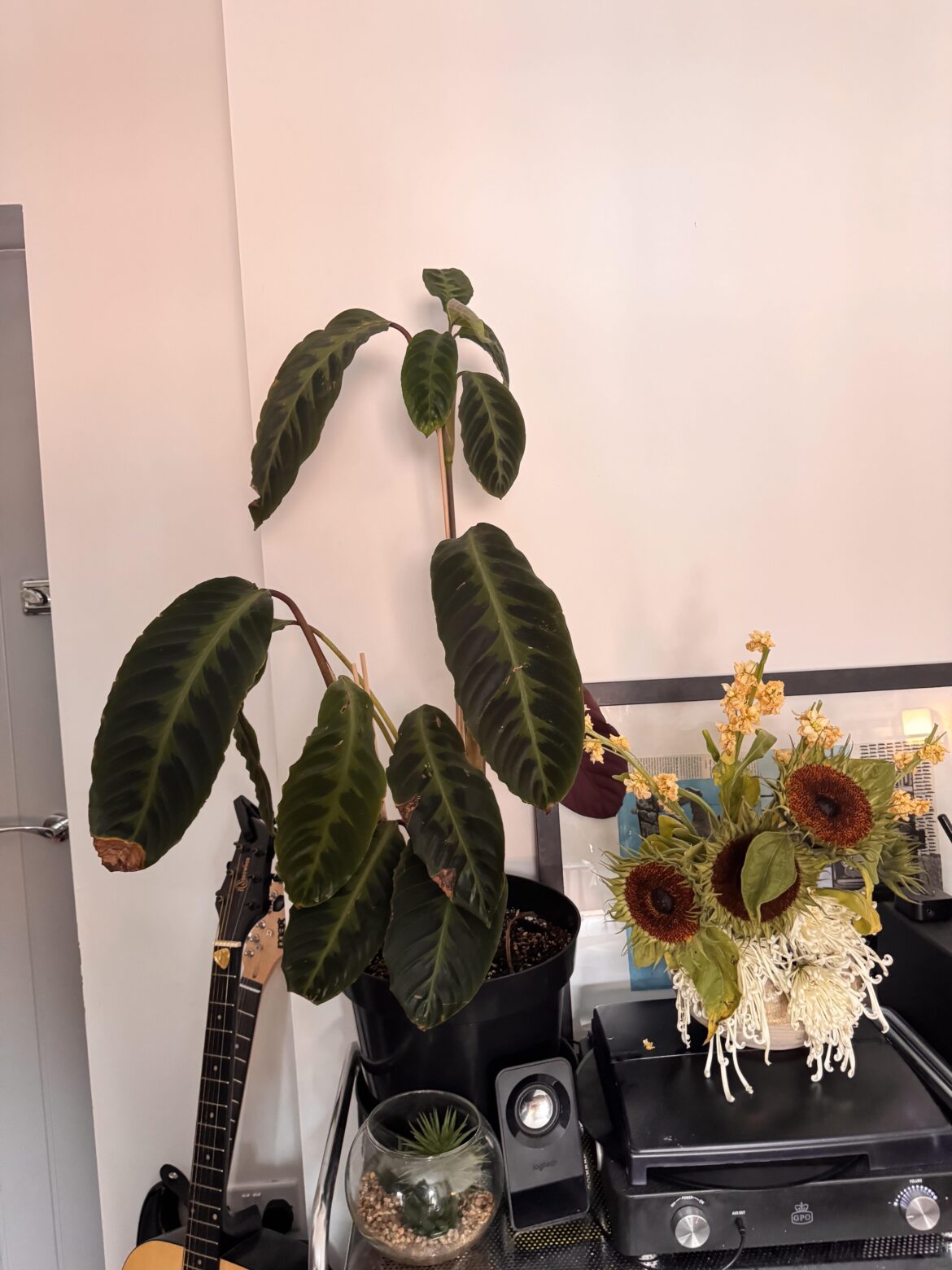 What can I do to help this Velvet thrive What can I do to help this Velvet thrive