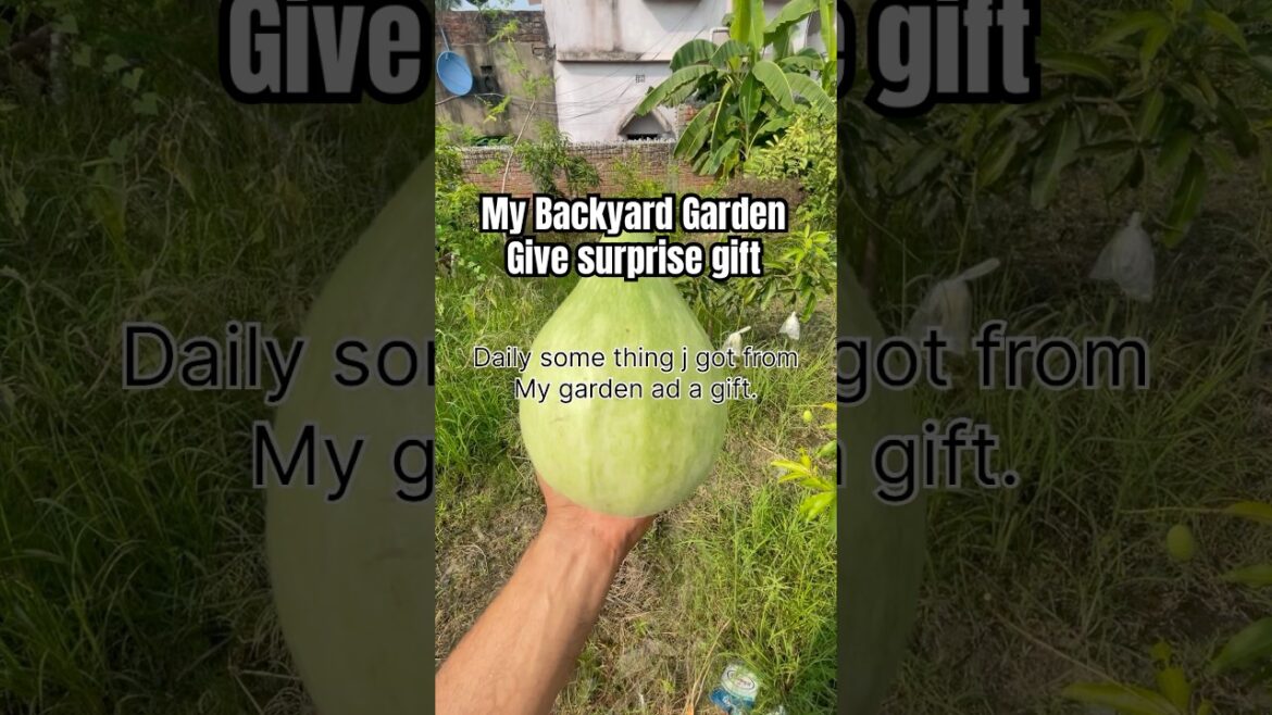 My backyard garden give me mangoes 🥭 and more #fruit #backyardgarden #mango #gardening