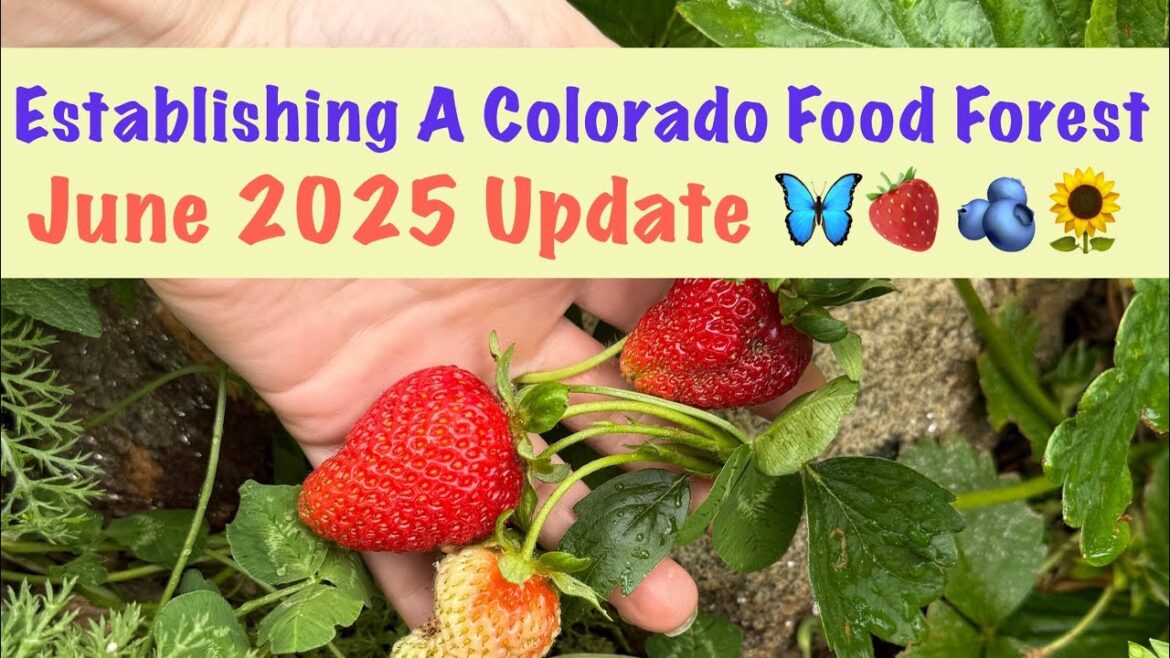 Starting A Food Forest in the Colorado Rocky Mountains – Year 6, June 2025 Update Starting A Food Forest in the Colorado Rocky Mountains - Year 6, June 2025 Update