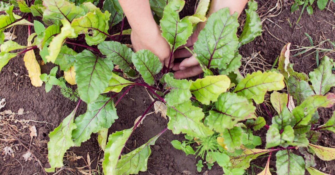 Maximize your summer fun in the great Alaska outdoors, but give your garden a little love too Maximize your summer fun in the great Alaska outdoors, but give your garden a little love too