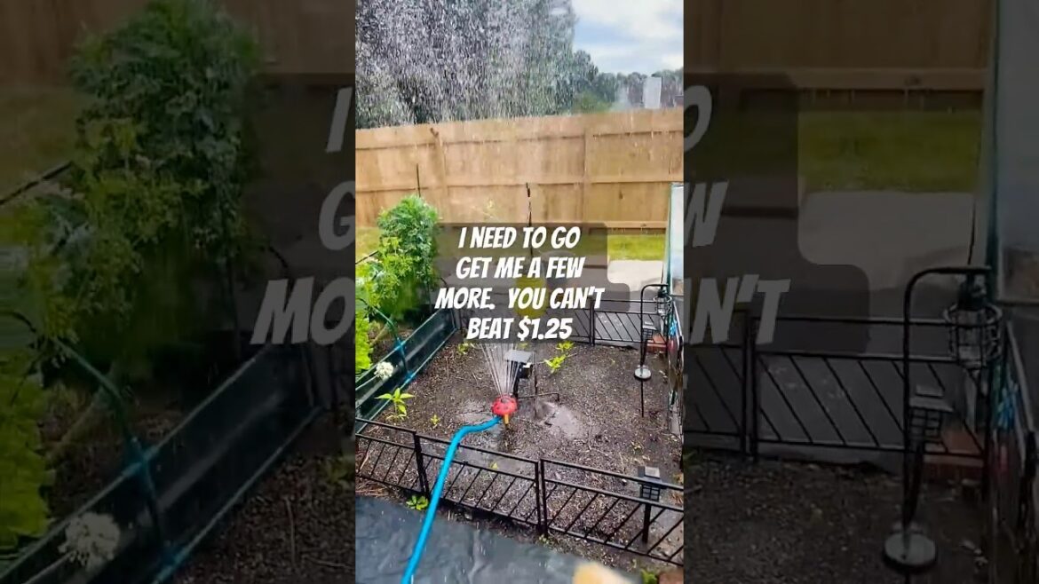 Garden Supplies on a Budget |Sprinkler Dollar Tree for $1.25 #garden #gardening #growyourownfood Garden Supplies on a Budget |Sprinkler Dollar Tree for $1.25 #garden #gardening #growyourownfood