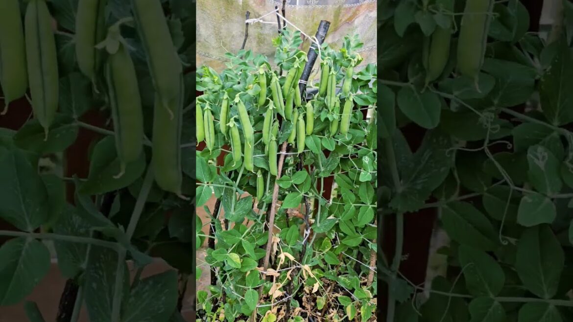 peas Farming in containers #containers peas farming #peas