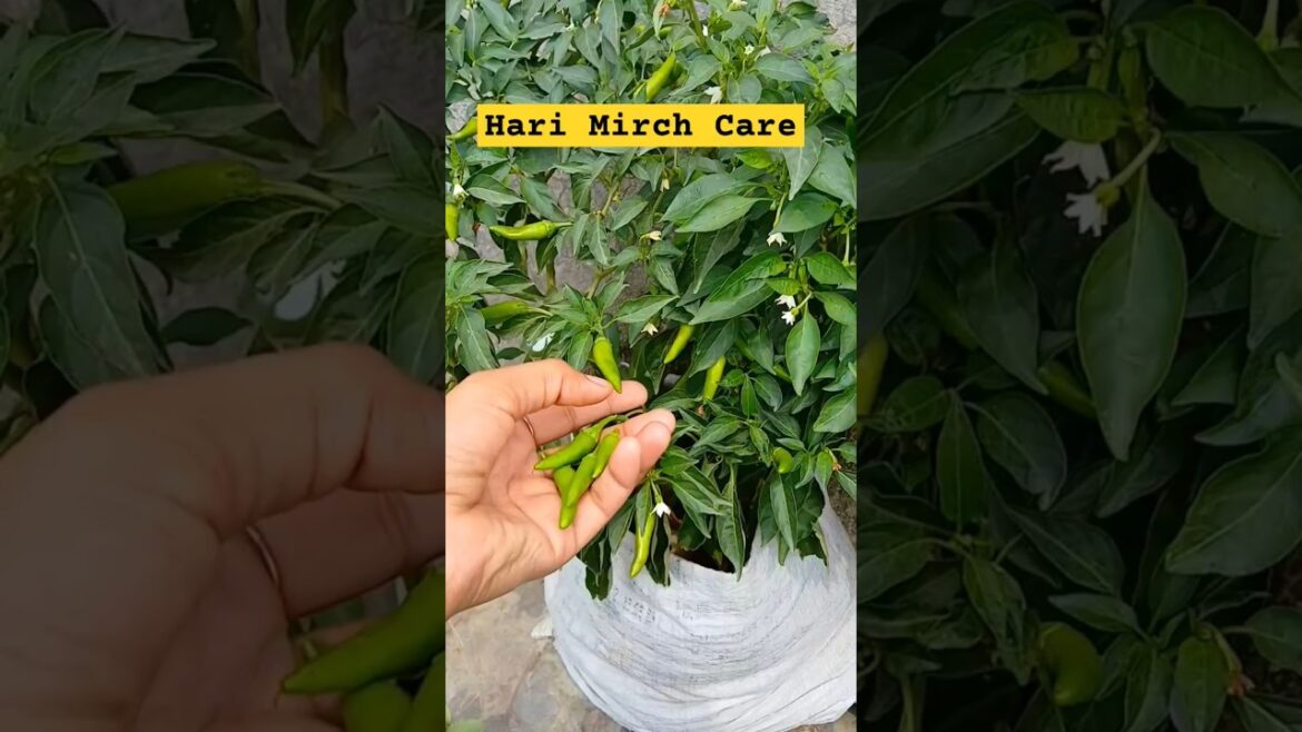 ਹਰੀਆ ਮਿਰਚਾ ਦੀ ਦੇਖਭਾਲ #greenchilli #mirchi #care #tips #vegetables #shorts @OrganicGardening1918